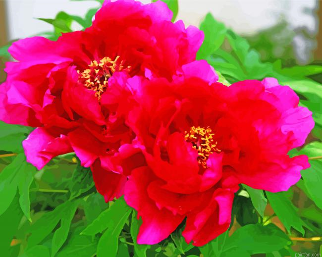 Blooming Red Peonies Paint By Numbers.png