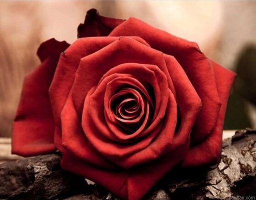 Blooming Rose Paint By Numbers.png