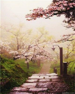Blossom Garden Paint By Numbers.png