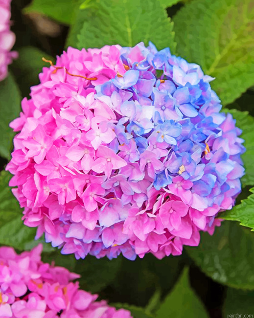 Blue And Pink Hydrangea Paint By Number.png