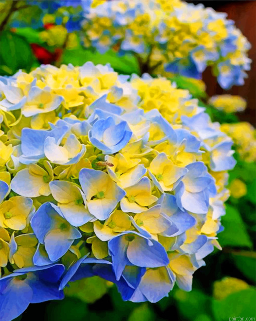 Blue And Yellow Hydrangea Paint By Number.png