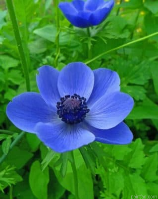 Blue Anemone Flower Paint By Number.png
