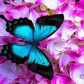 Blue Butterfly On Roses Paint By Numbers.png