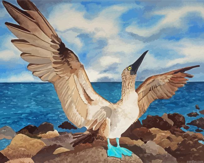 Blue Footed Boobie Paint By Numbers.png