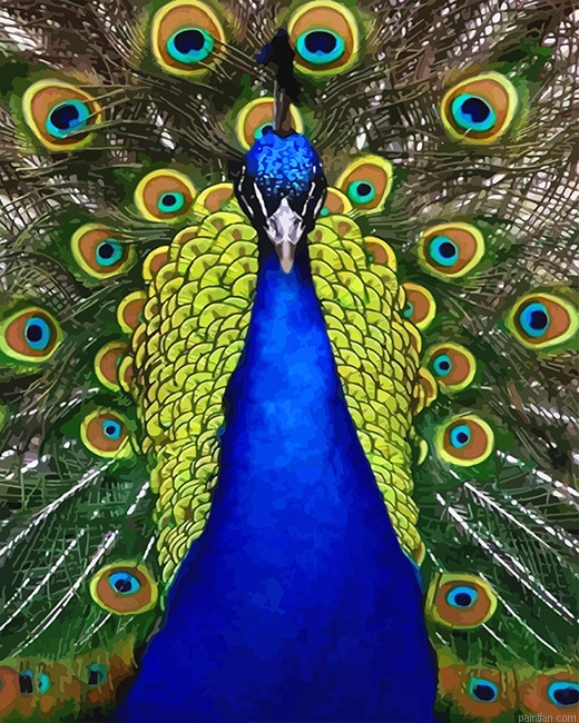 Blue Golden Peacock Bird New Paint By Numbers.png