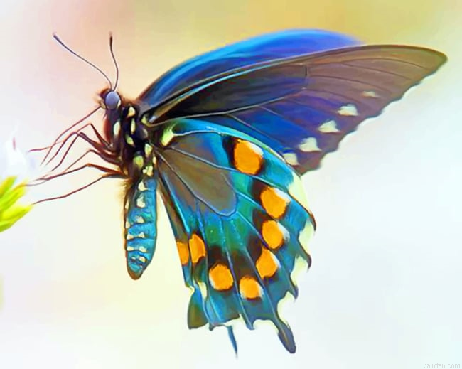 Blue Green Butterfly Wing New Paint By Numbers.png