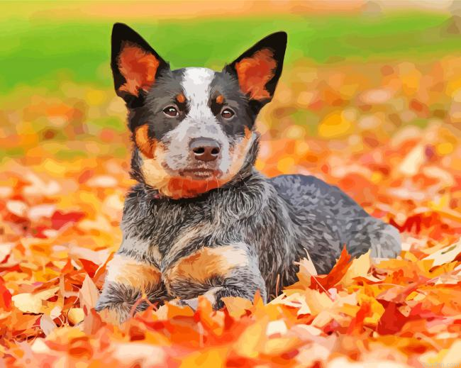 Blue Heeler Dog Paint By Number.png