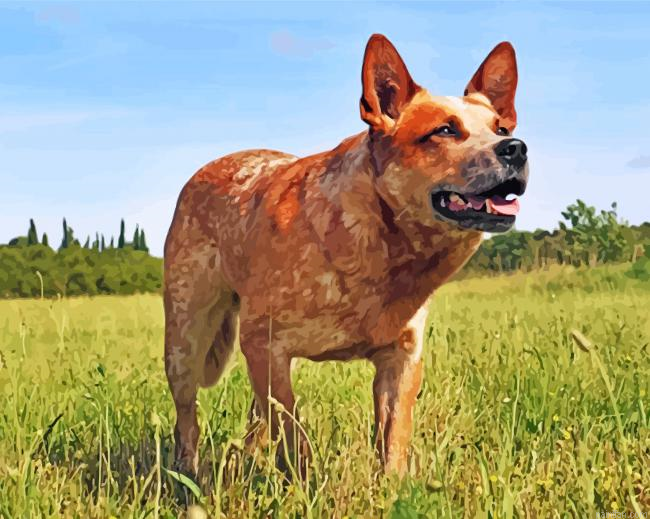 Blue Heeler Paint By Number.png
