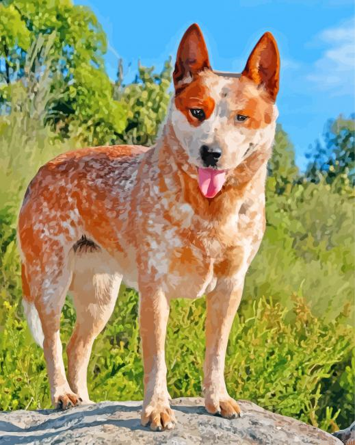 Blue Heeler Puppy Paint By Number.png