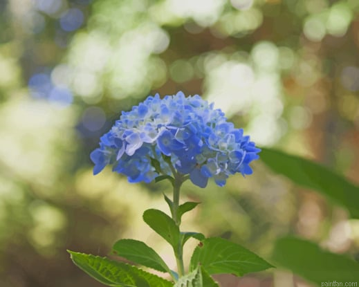 Blue Hydrangea Flower Paint By Number.png