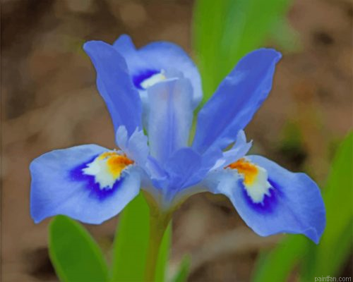 Blue Iris Flower Paint By Number.png