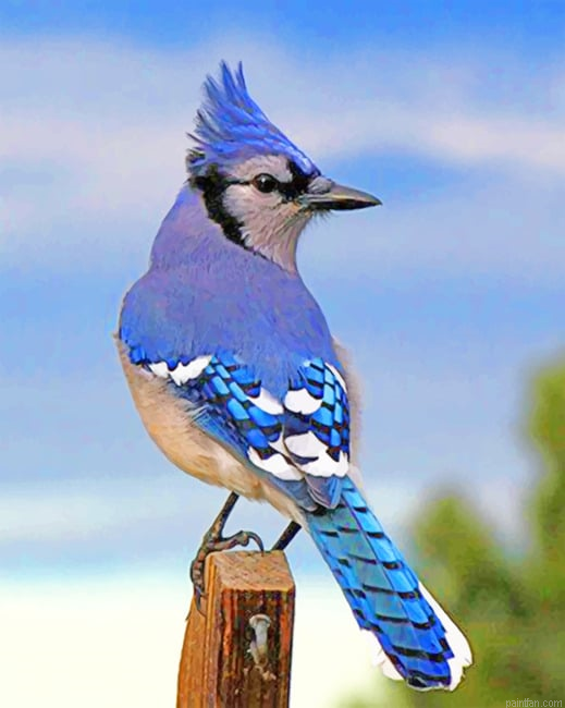 Blue Jay Bird New Paint By Numbers.png