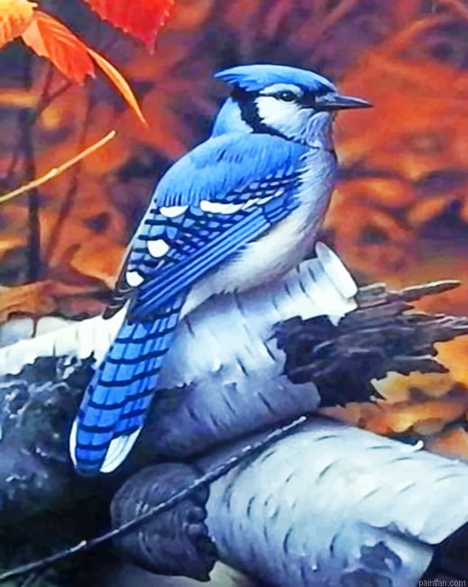 Blue Jay Birds Paint By Numbers.png