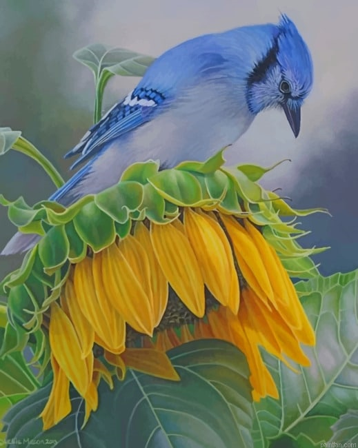 Blue Jay On A Sunflower New Paint By Numbers.png