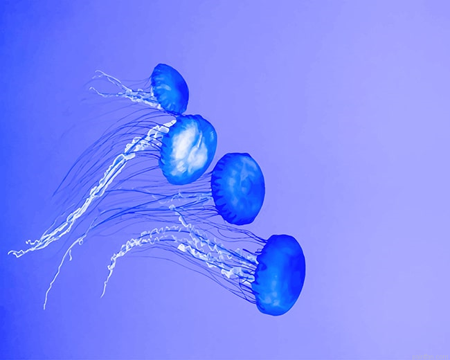 Blue Jellyfish New Paint By Numbers.png