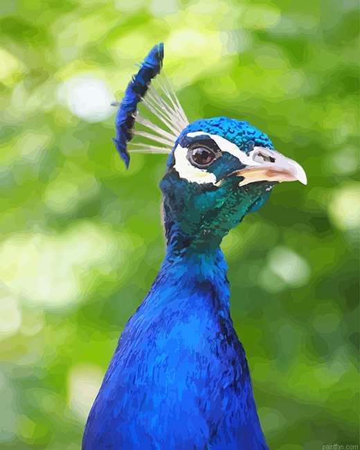 Blue Peacock Portrait New Paint By Numbers.png
