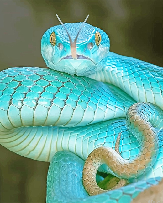 Blue Pit Viper New Paint By Numbers.png