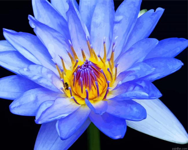 Blue Water Lily Paint By Numbers.png