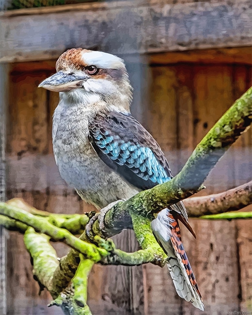 Blue Winged Kookaburra Paint By Numbers.png