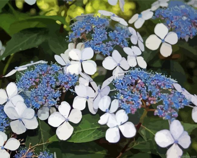 Bluebird Hydrangeas Paint By Numbers.png