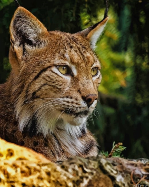 Bobcat New Paint By Numbers.png