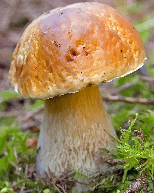 Boletus Edulis Mushroom Paint By Numbers.png