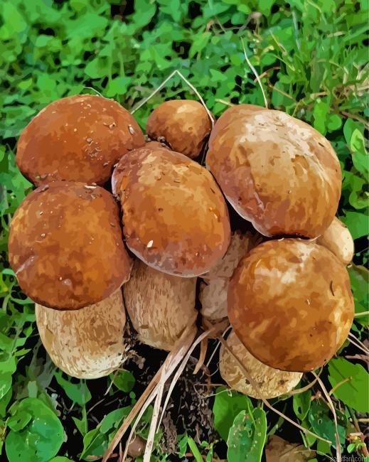 Boletus Edulis Paint By Numbers.png