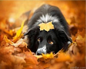 Border Collie Paint By Numbers.png