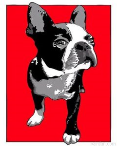 Boston Terrier Paint By Numbers.png