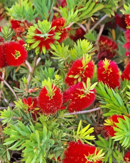 Bottle Brush Plant Paint By Numbers.png