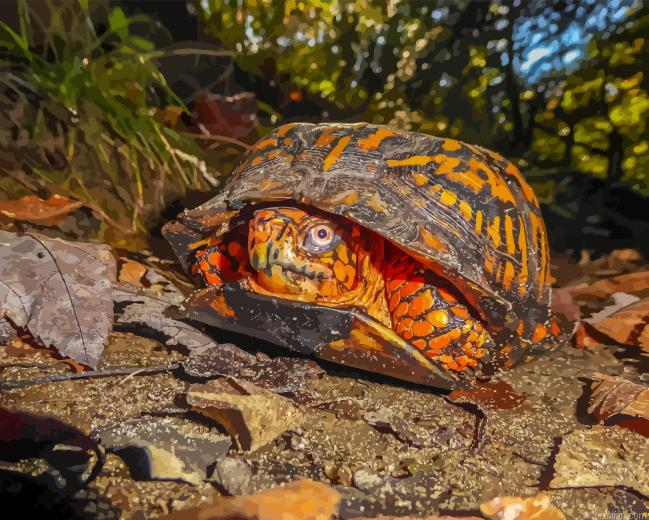 Box Turtle Paint By Numbers.png