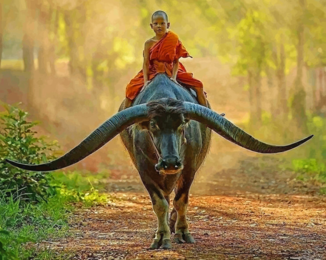 Boy Monk Riding Buffalo Paint By Number.png