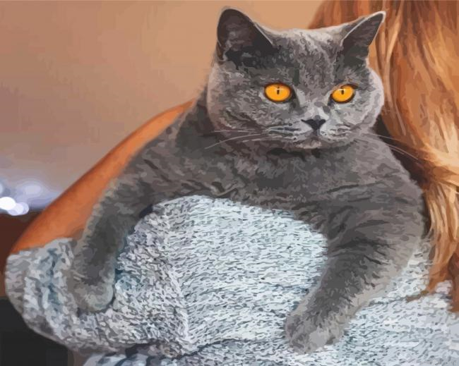 British Shorthair Paint By Numbers.png