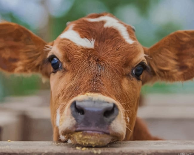 Brown Baby Cow New Paint By Numbers.png