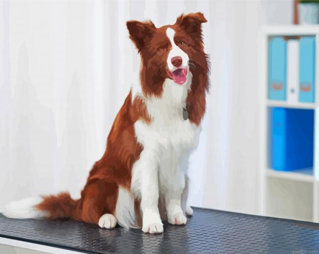 Brown Border Collie Paint By Numbers.png