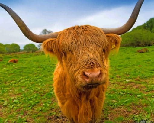 Brown Highland Cow Paint By Number.png