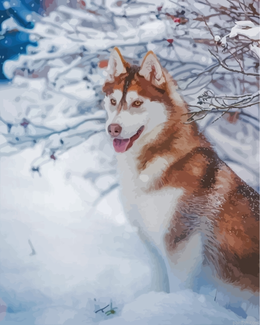 Brown Husky In The Snow Paint By Number.png