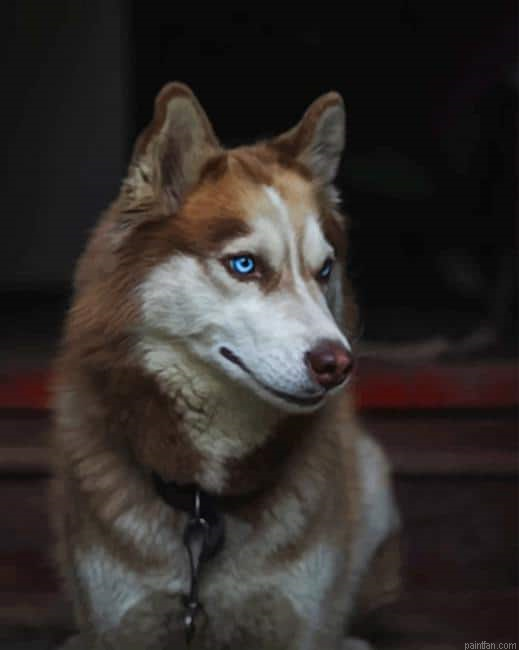 Brown Husky Paint By Numbers.png