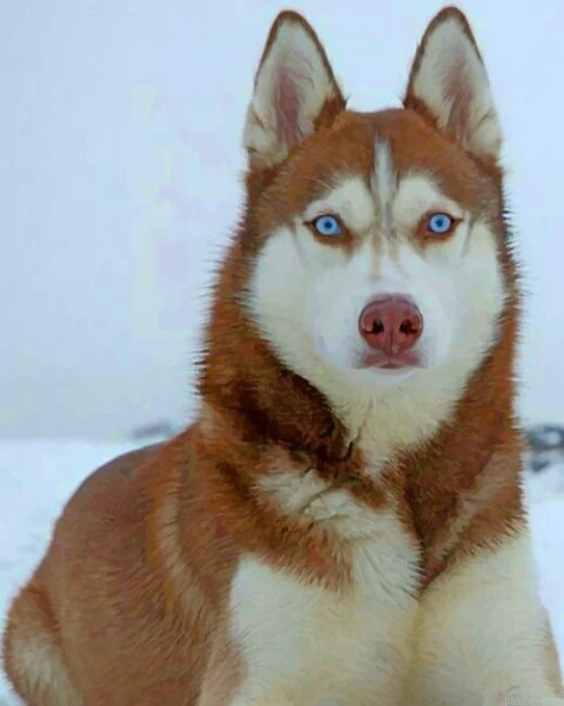 Brown Husky With Blue Eyes Paint By Numbers.png