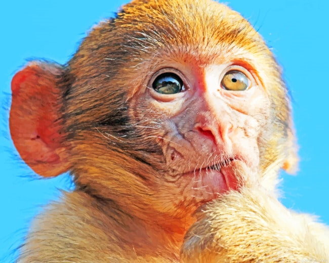 Brown Macaque Monkey Paint By Number.png