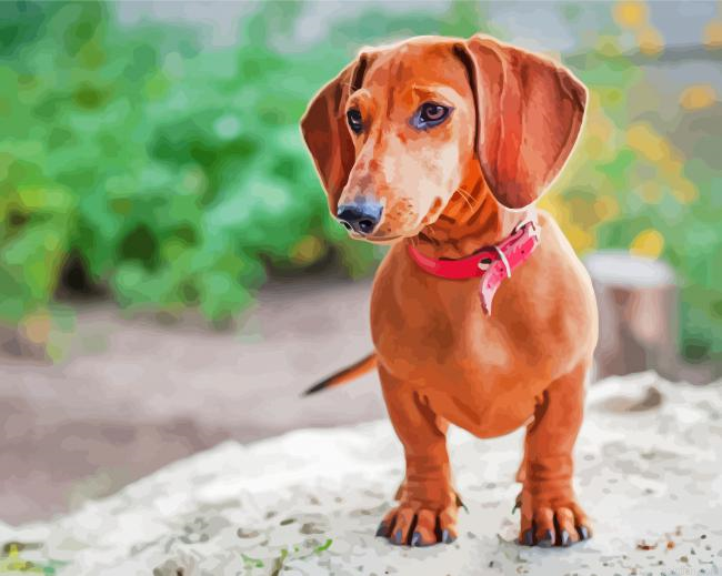 Brown Mini Dachshund Paint By Numbers.png