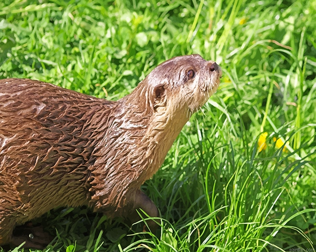 Brown Otter On Green Grass New Paint By Numbers.png