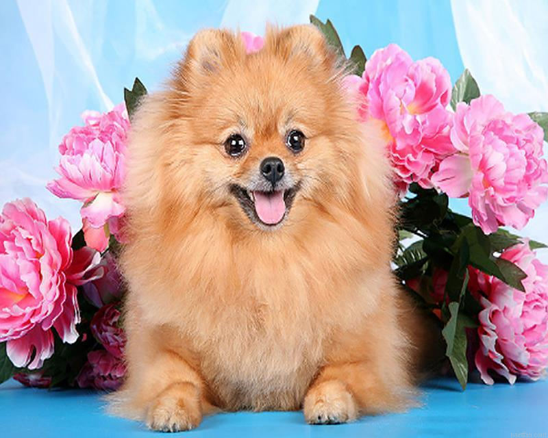 Brown Pomeranian Paint By Numbers.png