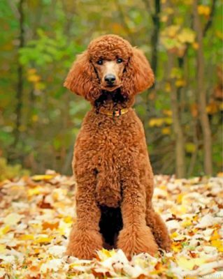 Brown Poodle Dog Paint By Number.png