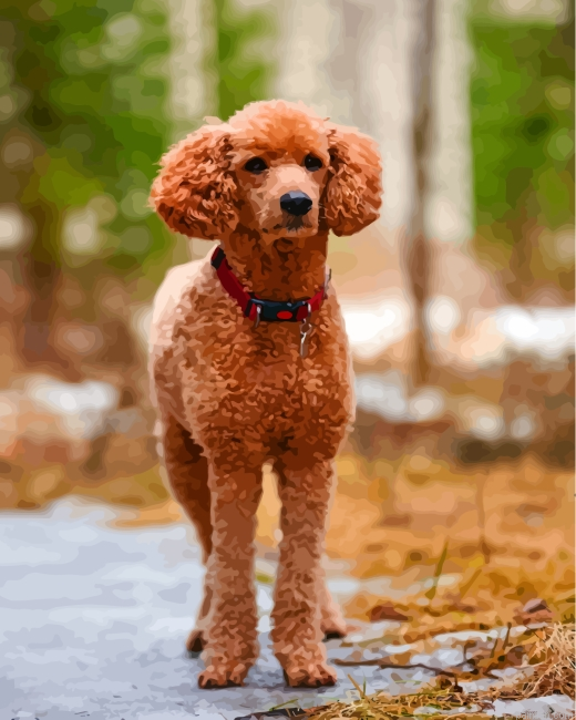 Brown Poodle Paint By Number.png