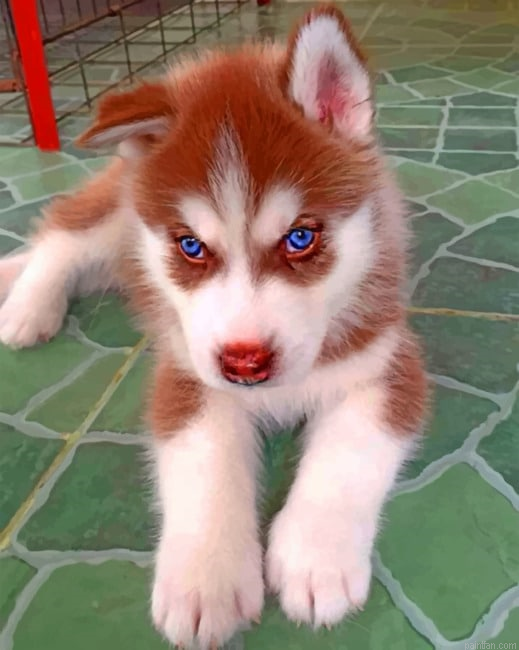 Brown Puppy Husky Paint By Numbers.png