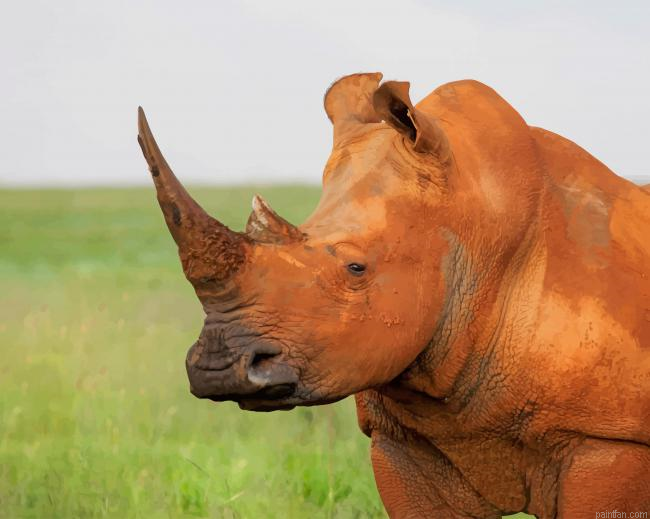 Brown Rhinoceros Paint By Numbers.png