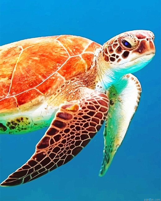 Brown Sea Turtle New Paint By Numbers.png