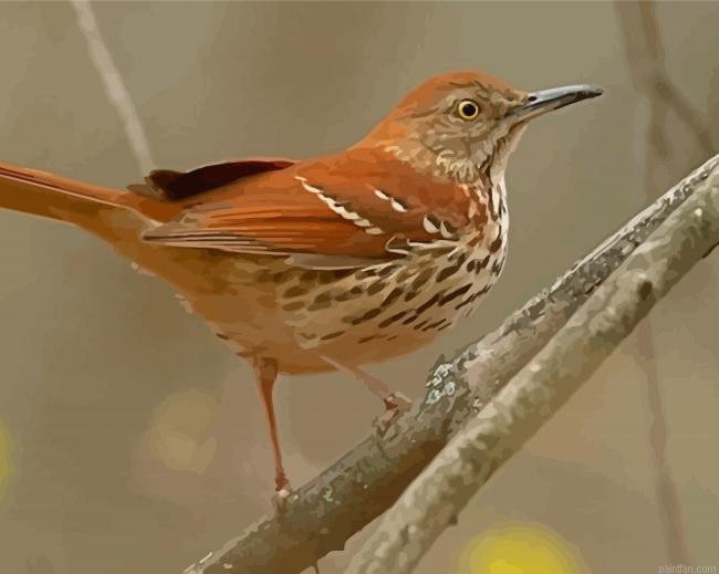 Brown Thrasher Bird Paint By Numbers.png