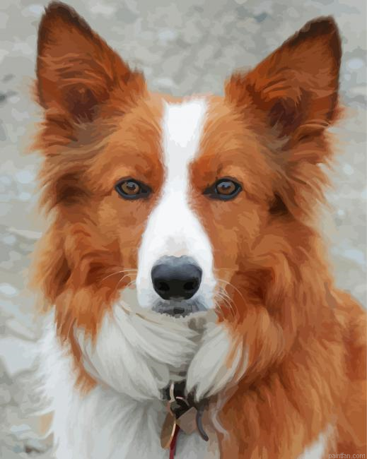 Brown Welsh Sheepdog Puppy Paint By Numbers.png